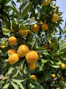 季節のフルーツ狩り