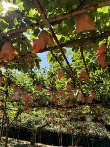 季節のフルーツ狩り