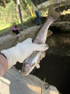 釣り堀のニジマス